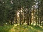 Информация лицам, распоряжающимся территорией, прилегающей к лесу