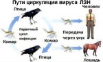 О профилактике лихорадки Западного Нила