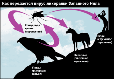 Лихорадка Западного Нила и ее профилактика