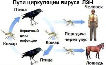 О профилактике лихорадки Западного Нила