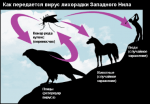 Лихорадка Западного Нила и ее профилактика